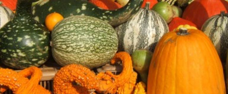 Illustration de : jardin comestible, octobre sous les couleurs de la courge